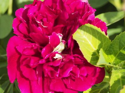 Peony