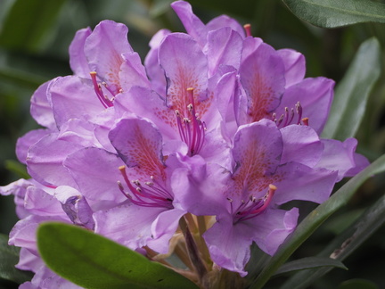 Rhododendron