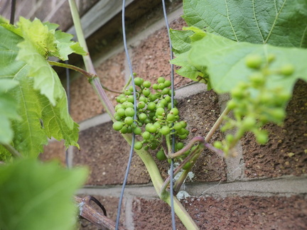 Grapes