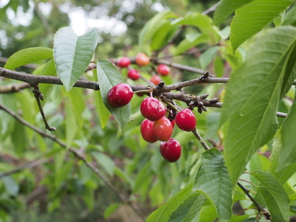 Cherries