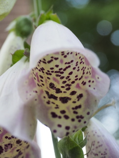 Foxglove