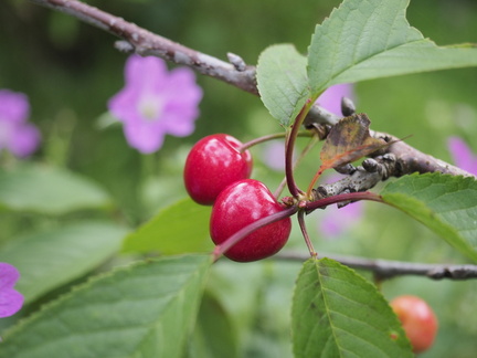 Cherries