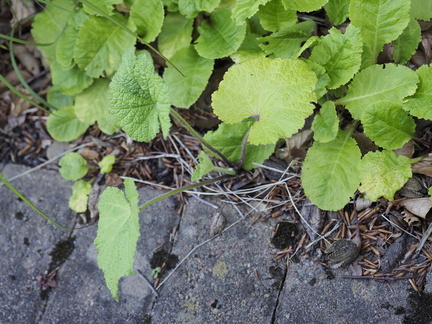 The hollyhock that never does anything