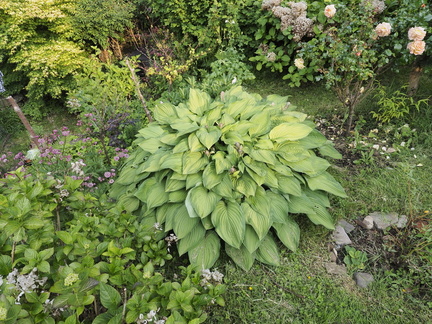 Hosta