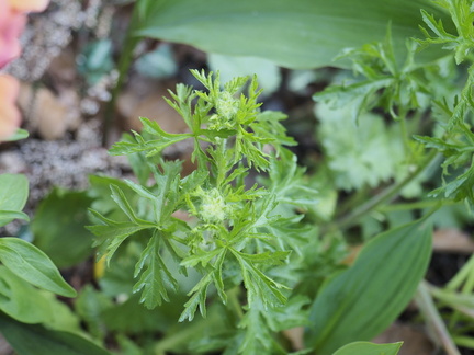 Musk mallow