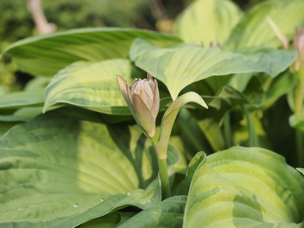 Hosta