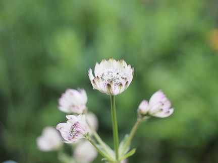 Astrantia