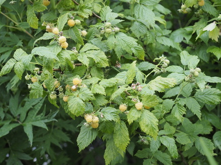 Golden raspberry