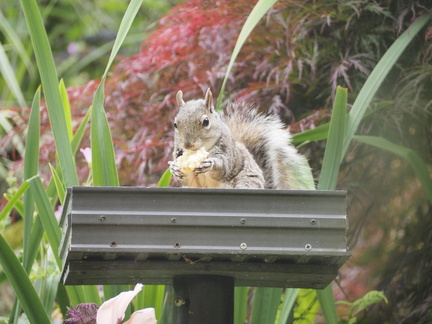 Squirrel