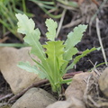 Opium poppy