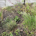 New geum