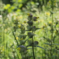 Yellow rattle