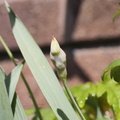 Some garlicky thing