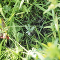 Opium poppy