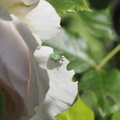 Weevil thing on a rose