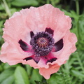 Oriental poppy
