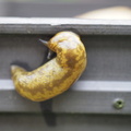 Cellar slug