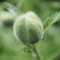 Oriental poppy