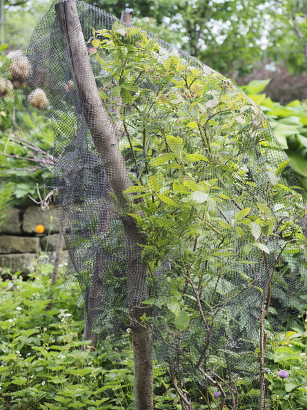Netted blueberries