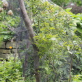 Netted blueberries