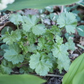 Musk mallow