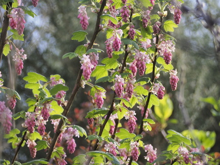Flowering currant