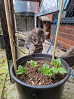Smokey and some broad beans