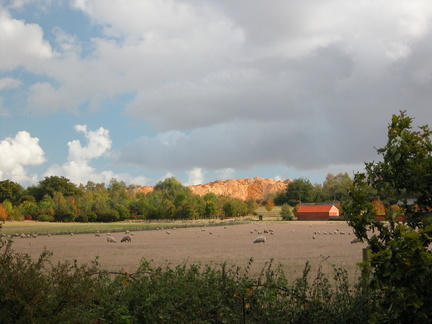 rural scene, featuring sheep