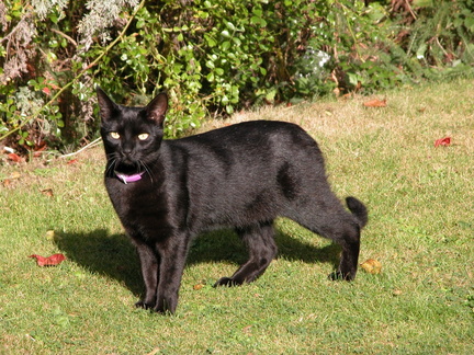 small panther