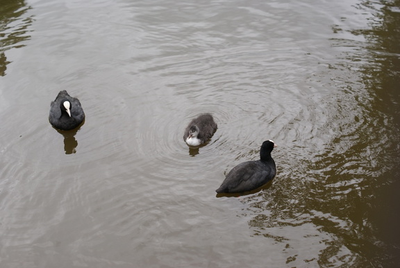 Coot family