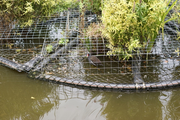 Moorhen in a cage