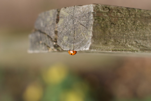 Ladybird on a fencepost