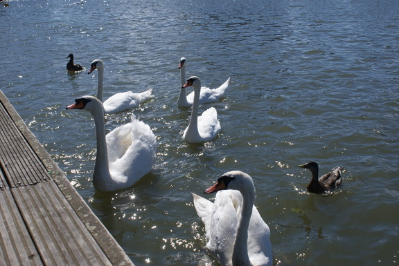 Expectant swans