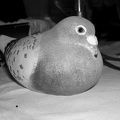 one of Sue Dunn's pigeons