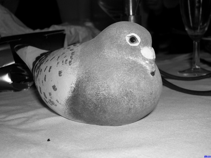 one of Sue Dunn's pigeons