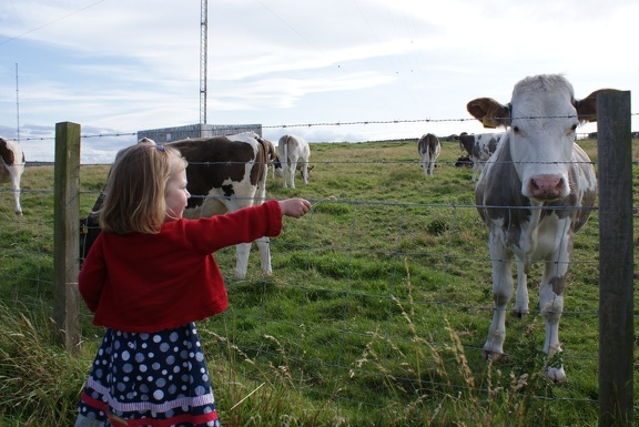 Mia and a cow