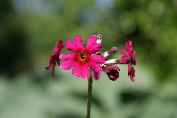 Smaller pink flower