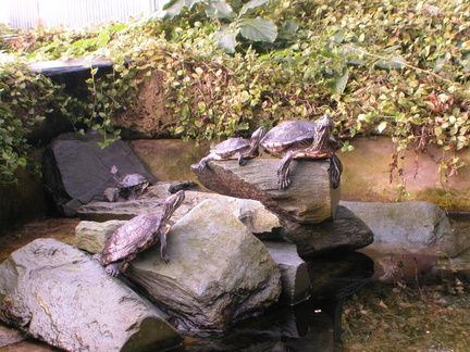Some ugly-ass turtles