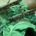 Crickets
