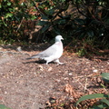 Pidgeon