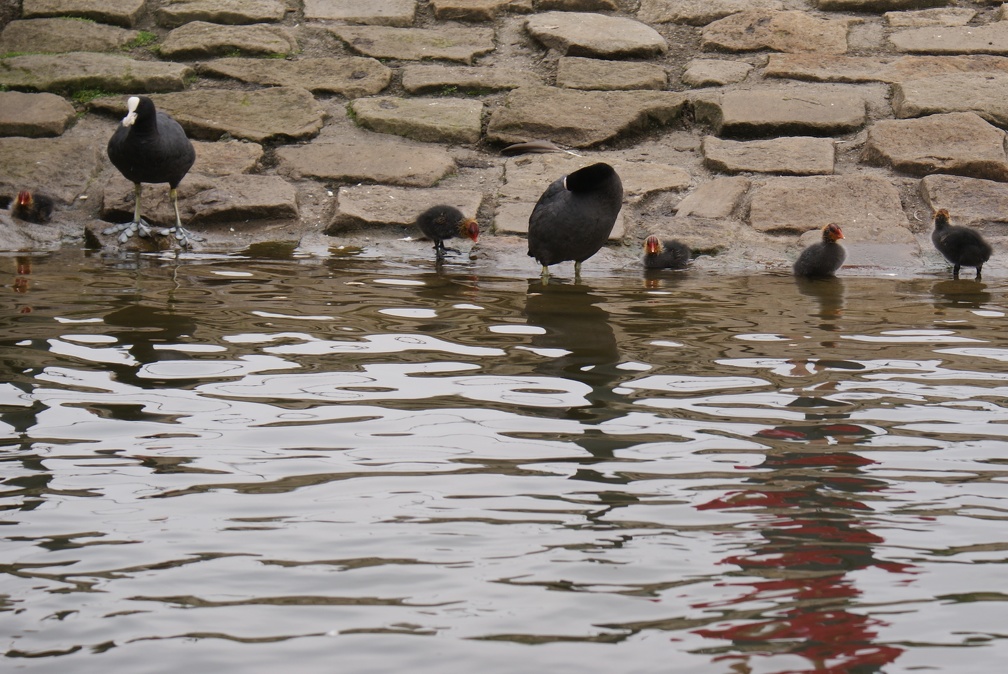 Coots and family