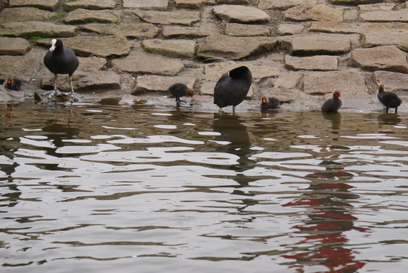 Coots and family