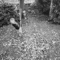 Grace raking leaves