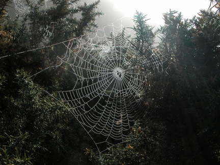 Spider web. A bit of a cliche.
