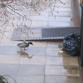 Duck and squirrel in mexican standoff