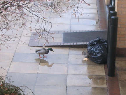 Duck and squirrel in mexican standoff
