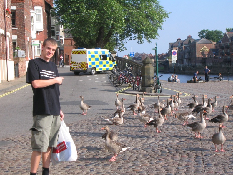 Lots of geese in York