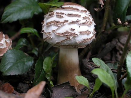A mushroom in the garden