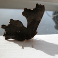 Moth on the front door