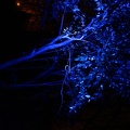 A tree illuminated in blue